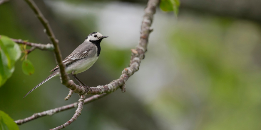 Bergeronnette grise posée sur une branche